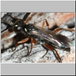 Agenioideus cinctellus - Wegwespe w001d 5mm - Sandgrube Niedringhaussee-det.jpg